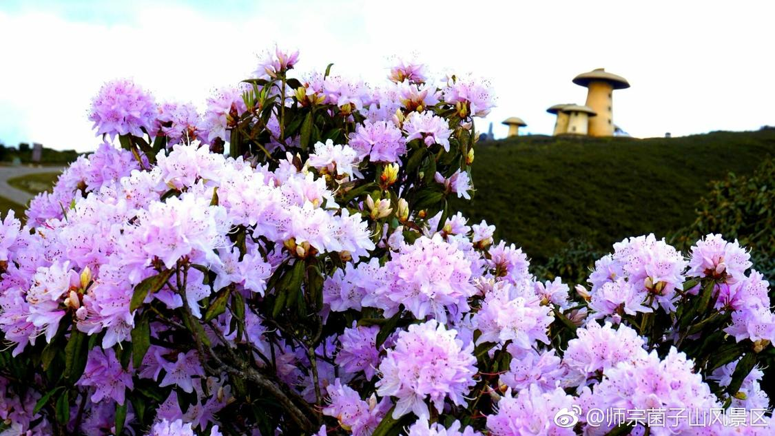 520dy业务免费自助下单平台